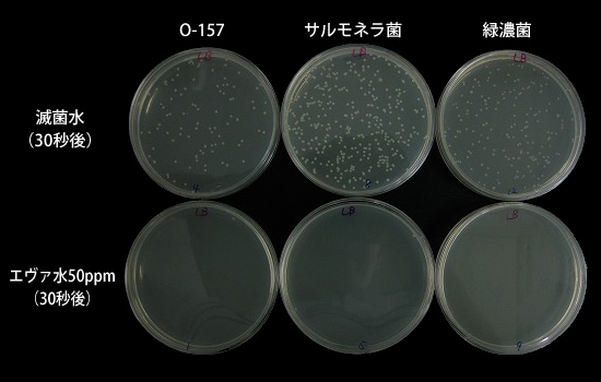 エヴァ水 50ppm試験結果